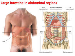 The division into four quadrants allows the localisation of pain and tenderness, scars, lumps, and other items of interest, narrowing in on which organs and. Anatomy Of The Abdomen 6