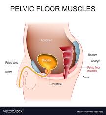 pelvic floor muscles cross section of