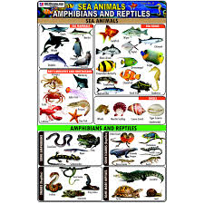Chart No 21 Sea Animals Amphibians And Reptiles