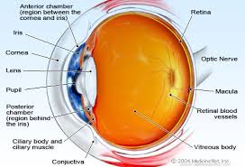 Eye Anatomy Detail Picture Image On Medicinenet Com