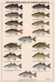 Freshwater Bass Of North America Identification Chart