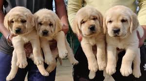 How much do white lab puppies cost. Labrador Puppy For Sale In India Labrador Dog Price About Labrador Dog 9896504757 Doggyz World Youtube