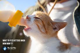 what to feed kittens when mom won t