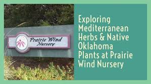 Exploring Mediterranean Herbs Native