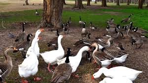 Because they are protected by the department of natural resources. How To Get Rid Of Geese From Your Property And Keep Them Away
