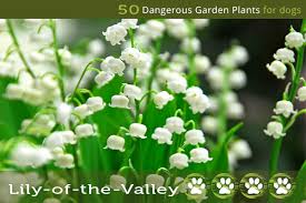 lily of the valley toxic to dogs