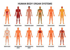 It extends into the spinal cord. Image Details Inh 38192 55561 Main 12 Human Body Organ Systems Flat Educative Anatomy Physiology Front Back View Flashcards Poster Vector Illustration Human Body Organ Systems Poster