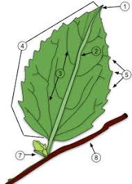 Leaf Wikipedia