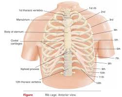The respiratory system is an integrated network of organs and tubes that coordinates the exchange of oxygen and carbon dioxide between an organism and its environment. Rib Cage Skeleton