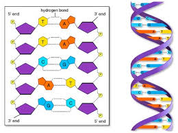 REPLICACIÓN Y TRANSCRIPCIÓN DEL ADN – Desde Mendel hasta las moléculas.