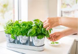 An Herb Garden In Your Apartment