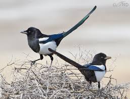 black billed magpie nesting behavior