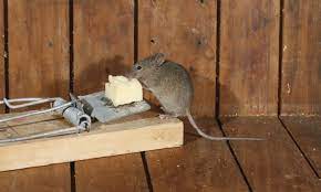 How To Keep Mice Out Of Shed Barn Garage