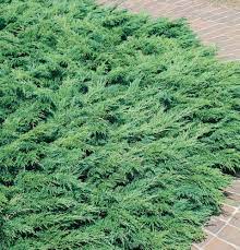 calgary carpet juniper accent shrub in