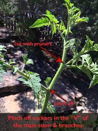 pruning tomatoes for maximum harvest