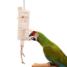 why parrots need foraging toys