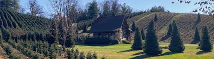 our cabins boyd mountain log cabins