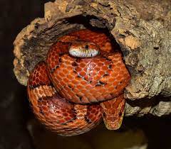 corn snake care sheet a simple but