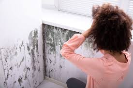 Mold On Walls 2022 Tips For Removal