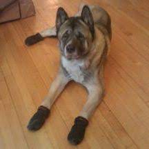 dog booties for hardwood floors