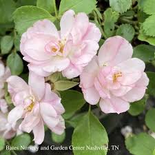 2 rosa flower carpet appleblossom rose