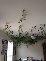 hanging vine plants across the ceiling