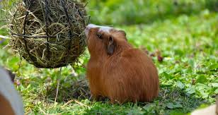 how much hay does a guinea pig eat per