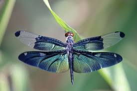 symbolism and the dragonfly spirit