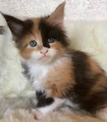 Russian maine coon kittens for sale near me. Maine Coon Goldens Farm Maine Coon Cats Kittens New Hampshire