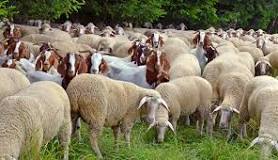 how-many-acres-is-100-sheep