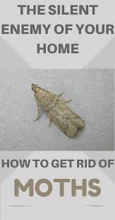 how to get rid of moths
