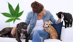 What sets cbd vape oil apart from its oral alternative is the delivery method. Cannabis Cbd And Your Pet Lifelearn Inc