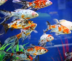 Goldfish Breeds Care Size Lifespan Tankmates