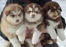 Agouti husky puppies for sale colorado. Snow Wooly Husky Home Facebook