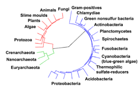 Archaea Wikipedia