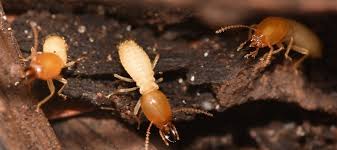 signs of termites in yard what should