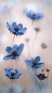blue flower phone hd wallpapers pxfuel
