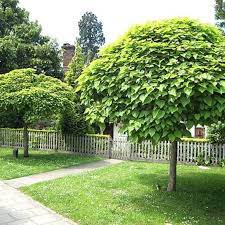 Catalpa Bungei Dwarf Trees For