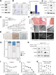 Parity Predisposes Breasts To The Oncogenic Action Of Papp A