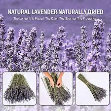 We did not find results for: June Fox Dried Lavender Flowers 270 300 Stems 100 Natural Dried Lavender Bunches For Home Decoration Home Fragrance Handmade Soap Flower Pricepulse