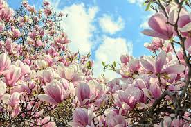 A wide variety of types of pink flowers options are available to you, such as paper type, material, and feature. 32 Different Types Of Magnolias Home Stratosphere