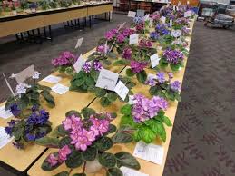 Star African Violet Council Twin Cities