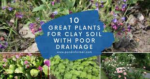 The Best Plants For Clay Soil With Poor