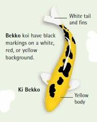 Koi Fish Color Meaning Chart 12 Koi Fish Color Meaning In E