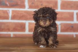 tiny toy poodle puppies red 47 black