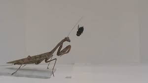 Lesson of the Day: 'Praying Mantises: More Deadly Than We Knew' - The New  York Times