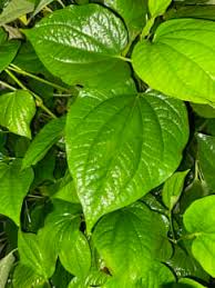 betel leaf plant plants gumtree
