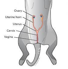 When To Get Your Cat Spayed gambar png