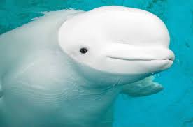 beluga whale sparks outrage
