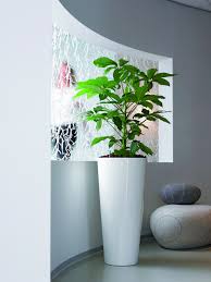 Tall Indoor Planters Ideas On Foter